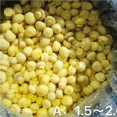 Perasa dipelihara cendawan keseluruhan dalam dram