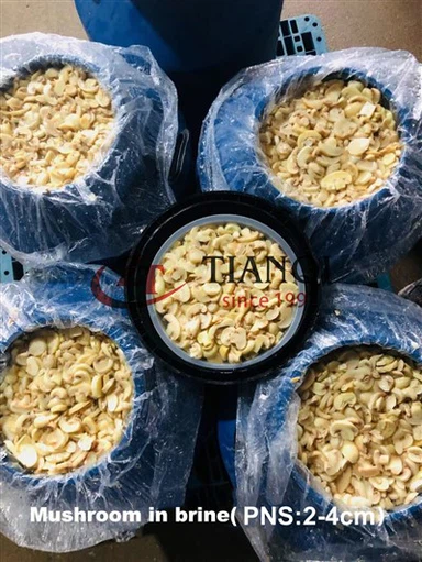 Cendawan Berkualiti Tinggi Segar dalam Air Garam dalam Dram Plastik