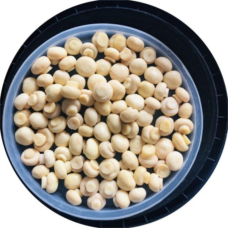 Whole white button mushroom in vinegar in drums