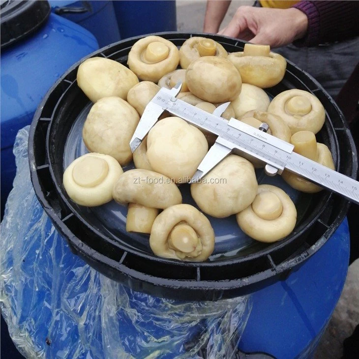 4-6cm big whole white mushroom in salted water in drums